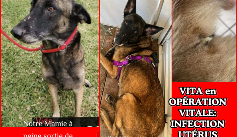 OPÉRATION VITALE pour MAMIE VITA