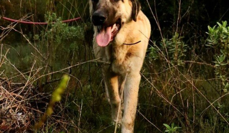 Urgence absolue pour Thor