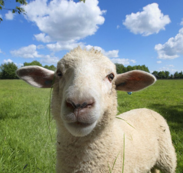 Sacrifice Mouton pour les nécessiteux de Porto