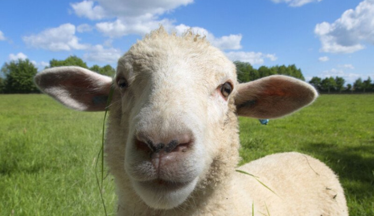 Sacrifice Mouton pour les nécessiteux de Porto