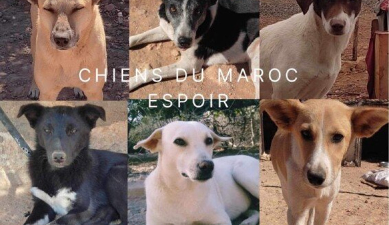 Aidons le refuge Chiens du Maroc Espoir