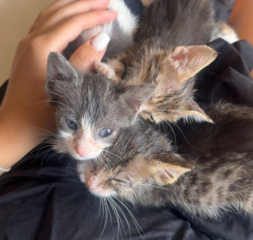 Bébé chats atteints du coryza : besoin de soins.