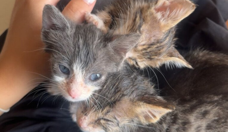 Bébé chats atteints du coryza : besoin de soins.