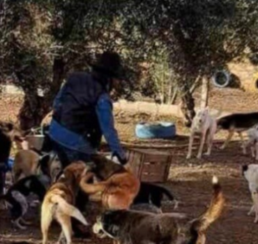 SOS - Croquettes des animaux - OUR STREET ANIMALS