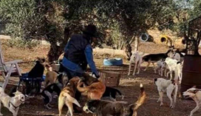 SOS - Croquettes des animaux - OUR STREET ANIMALS