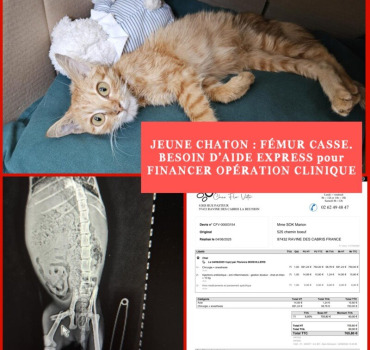 CHATON FÉMUR BRISE
