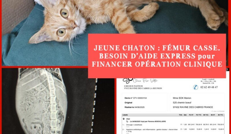CHATON FÉMUR BRISE
