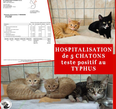 Hospitalisation de 5 chatons pour typhus
