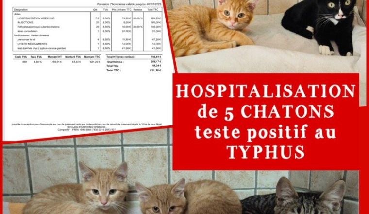 Hospitalisation de 5 chatons pour typhus