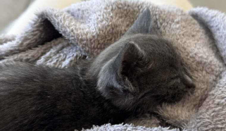 🐾 Sauver Athéna, en mémoire d’Arès