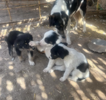 Nourritures & soins pour les animaux de la rue
