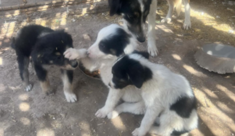 Nourritures & soins pour les animaux de la rue