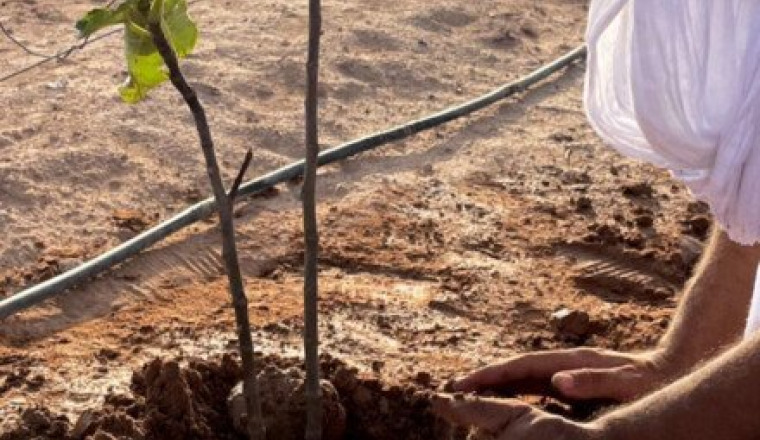Plantation d’arbres fruitiers