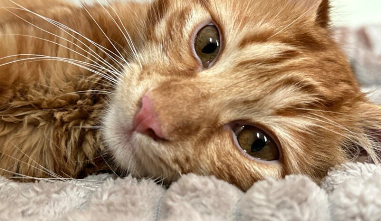 Chirurgie urgente pour Haku petit chat de 8 mois