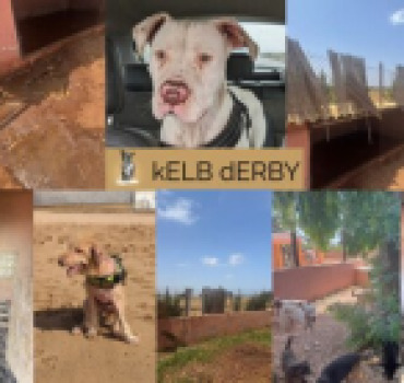 🆘 URGENCE – Nos protégés ont besoin de vous 🐶❤️