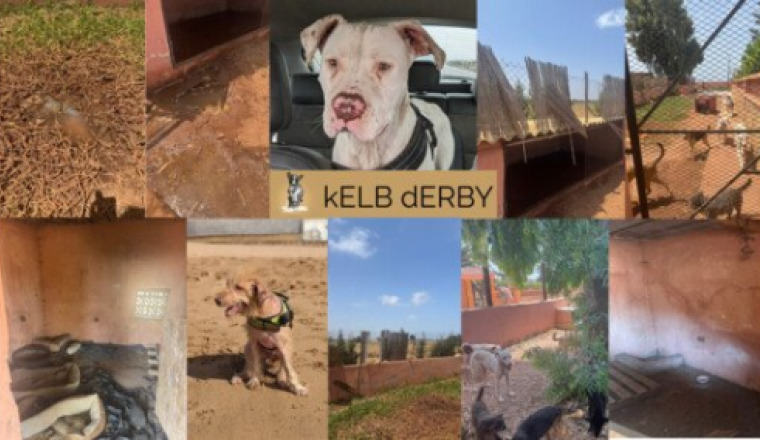 🆘 URGENCE – Nos protégés ont besoin de vous 🐶❤️