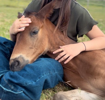 Sauver Barron - j’ai besoin de vous 🐴❤️