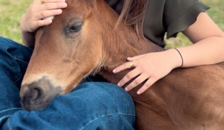 Sauver Barron - j’ai besoin de vous 🐴❤️