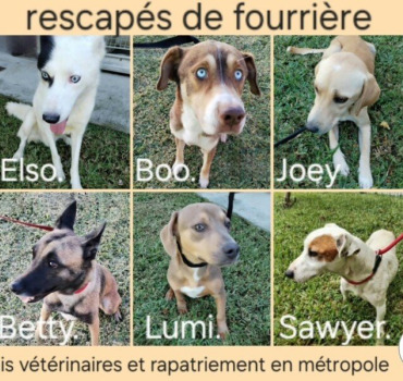 LES 9 RESCAPÉS de la FOURRIÈRE REUNION