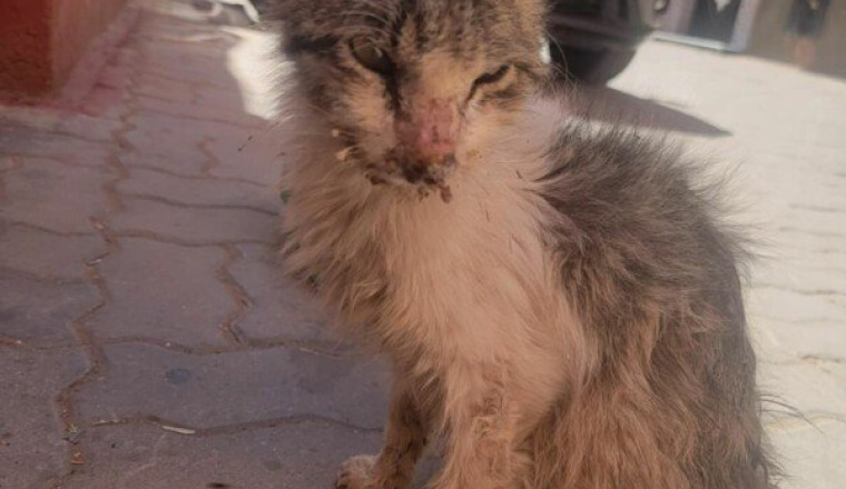 Une seconde chance pour Simba