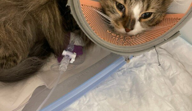 Aidez Rudy pour ses soins