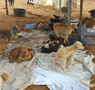 Une seconde chance pour les chiens du sanctuaire !