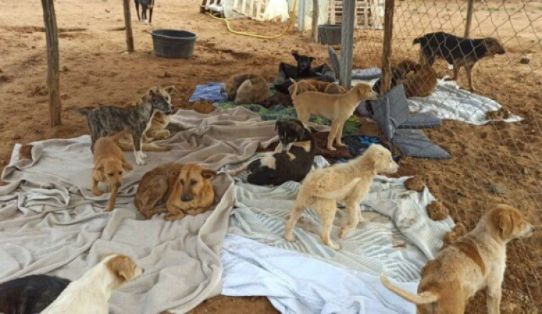 Une seconde chance pour les chiens du sanctuaire !