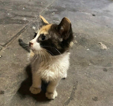 Sauvons les chatons errants de Marrakech