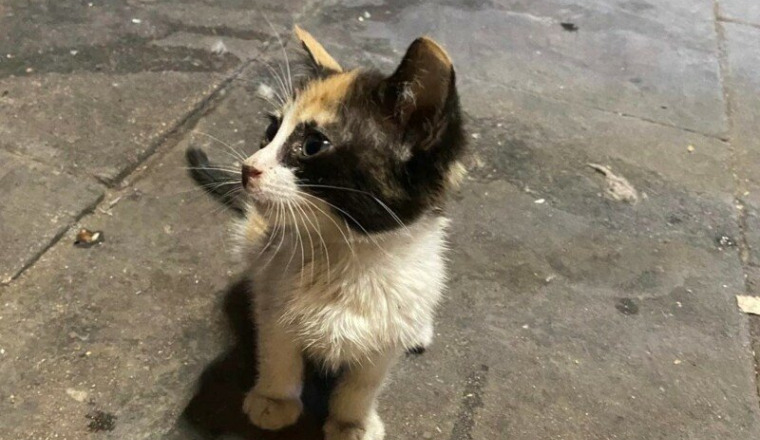 Sauvons les chatons errants de Marrakech