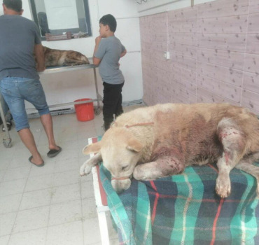 Soins et pension de Daisy