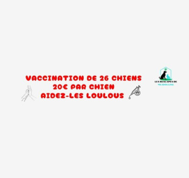 Vaccination de 26 chiens