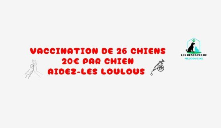 Vaccination de 26 chiens