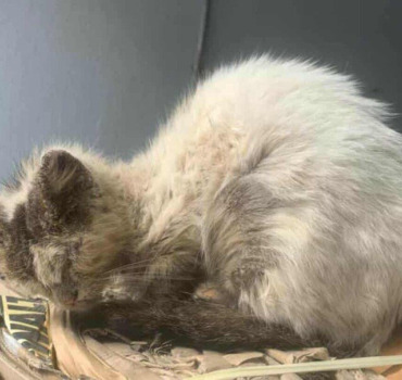 Chaton malade hospitalisé