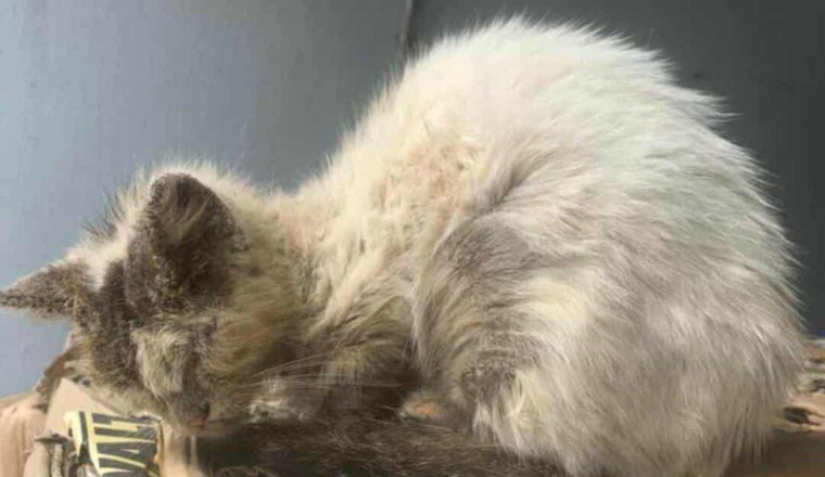 Chaton malade hospitalisé