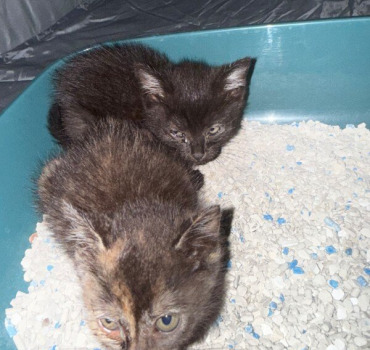 Soins pour les chatons
