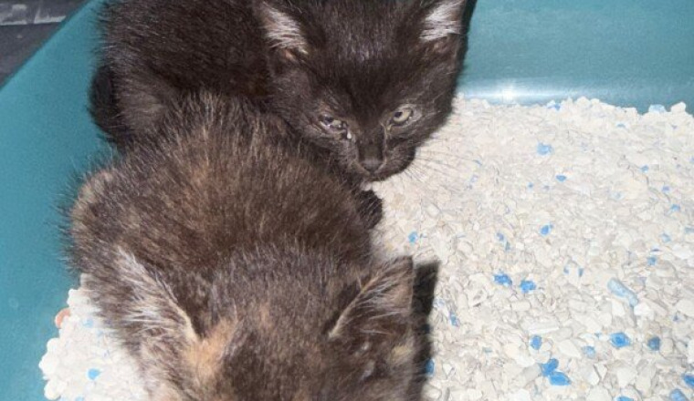 Soins pour les chatons