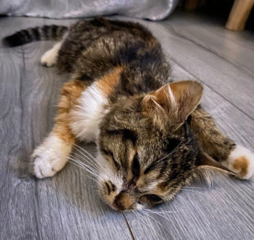 Aide pour soigner mon chat malade