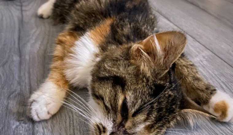 Aide pour soigner mon chat malade