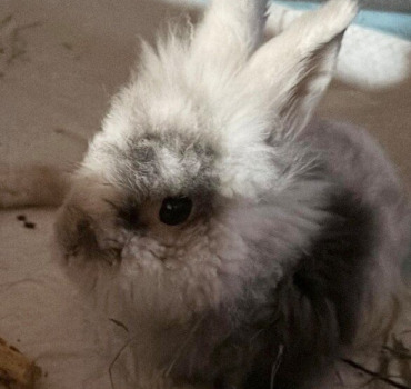 Soutien pour les opérations de mon lapin (doudou)