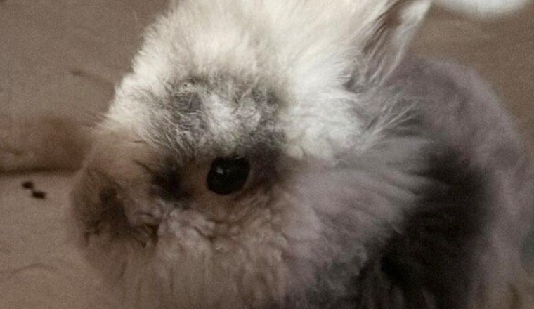 Soutien pour les opérations de mon lapin (doudou)