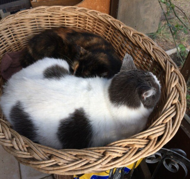 Pour les minous du refuge aide aux chats sans logi