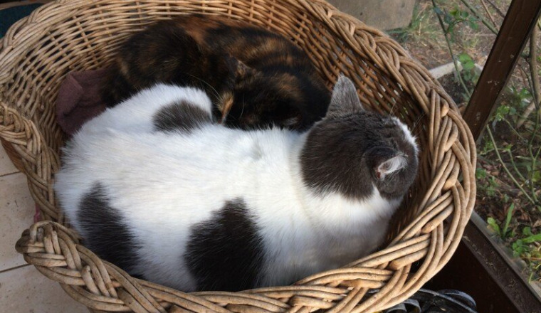 Pour les minous du refuge aide aux chats sans logi