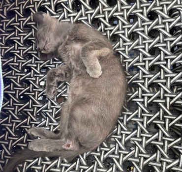 Aidez Mimi 🐱 et Cie