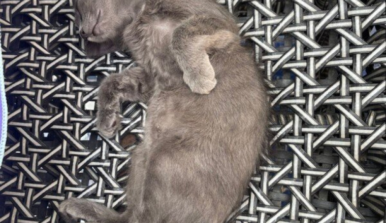 Aidez Mimi 🐱 et Cie