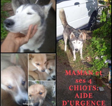 Maman Husky et ses 4 chiots en Urgence