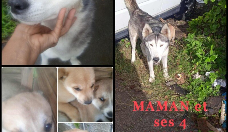 Maman Husky et ses 4 chiots en Urgence