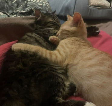 Amigo & alf malade du typhus