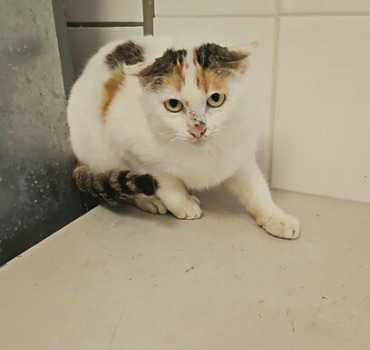 Chats fourrière