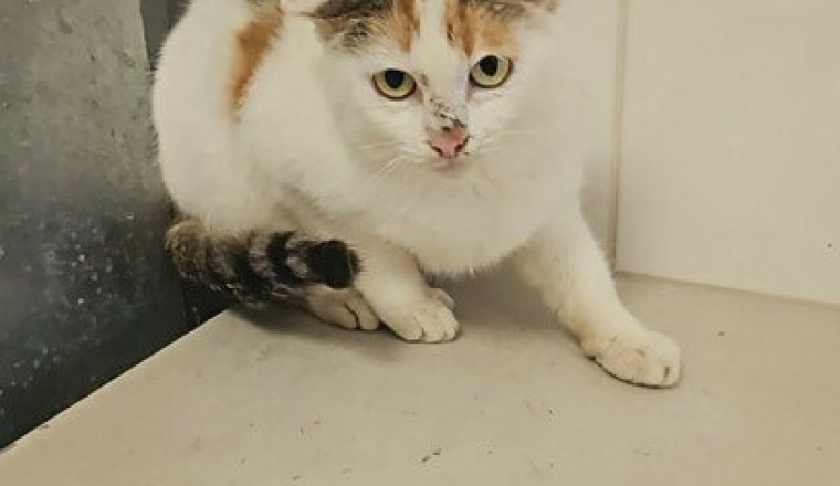 Chats fourrière