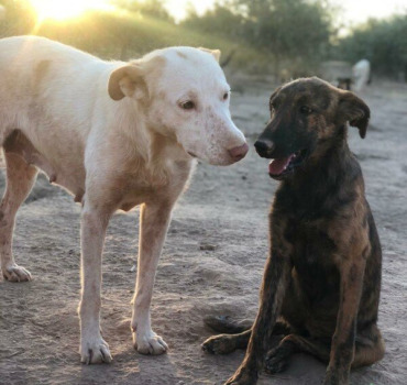 Soutien au Refuge Moroccan Dog Rescue